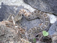 Crotalus ravus ravus