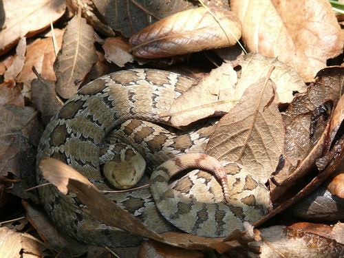 Mexican Pygmy Rattlesnake
