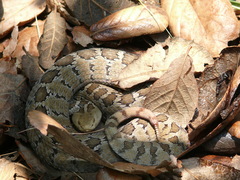 Crotalus ravus ravus