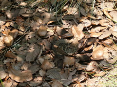 Crotalus ravus ravus
