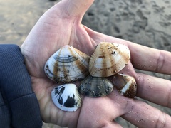 Macridiscus aequilatera