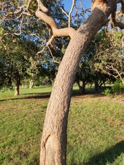 Corymbia zygophylla