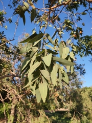 Corymbia zygophylla