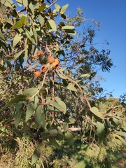 Corymbia zygophylla