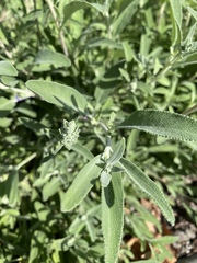 Salvia clevelandii