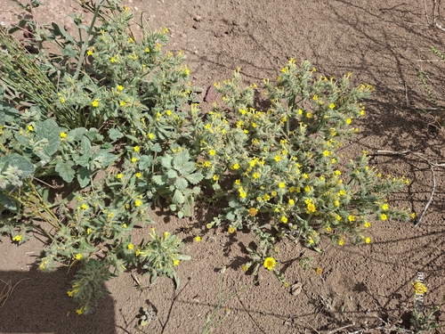 Arnebia hispidissima