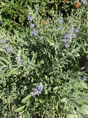 Salvia clevelandii