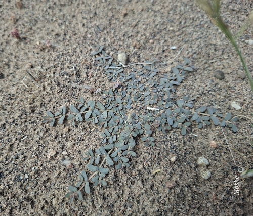 Euphorbia granulata