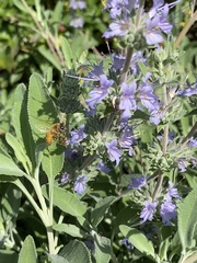 Salvia clevelandii
