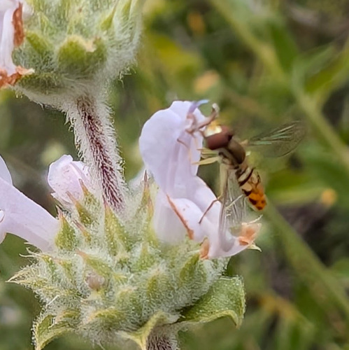 Unknown species found near Encinitas, CA, USA