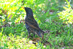 Sturnus vulgaris