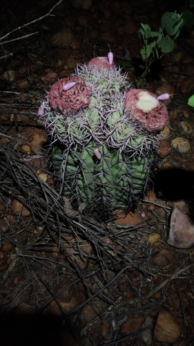 Melocactus zehntneri