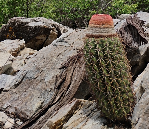 Melocactus zehntneri