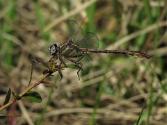 Phanogomphus minutus