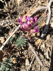 Astragalus tephrodes