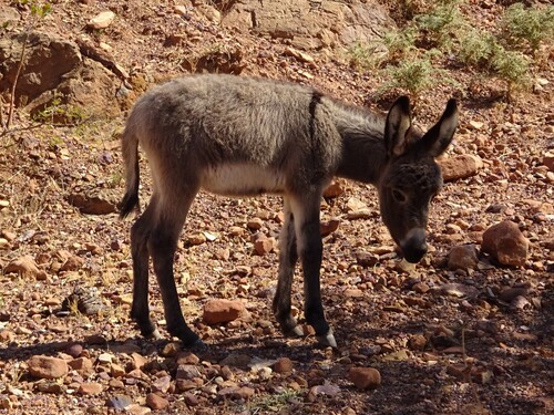 Donkey