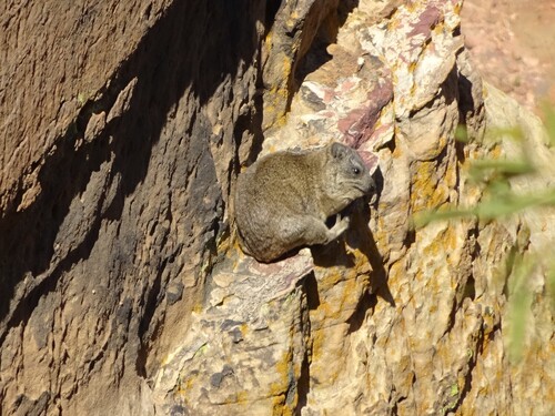 Northeastern Rock Hyrax