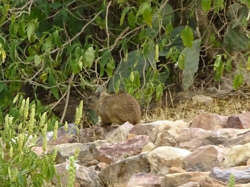 Rock Hyrax
