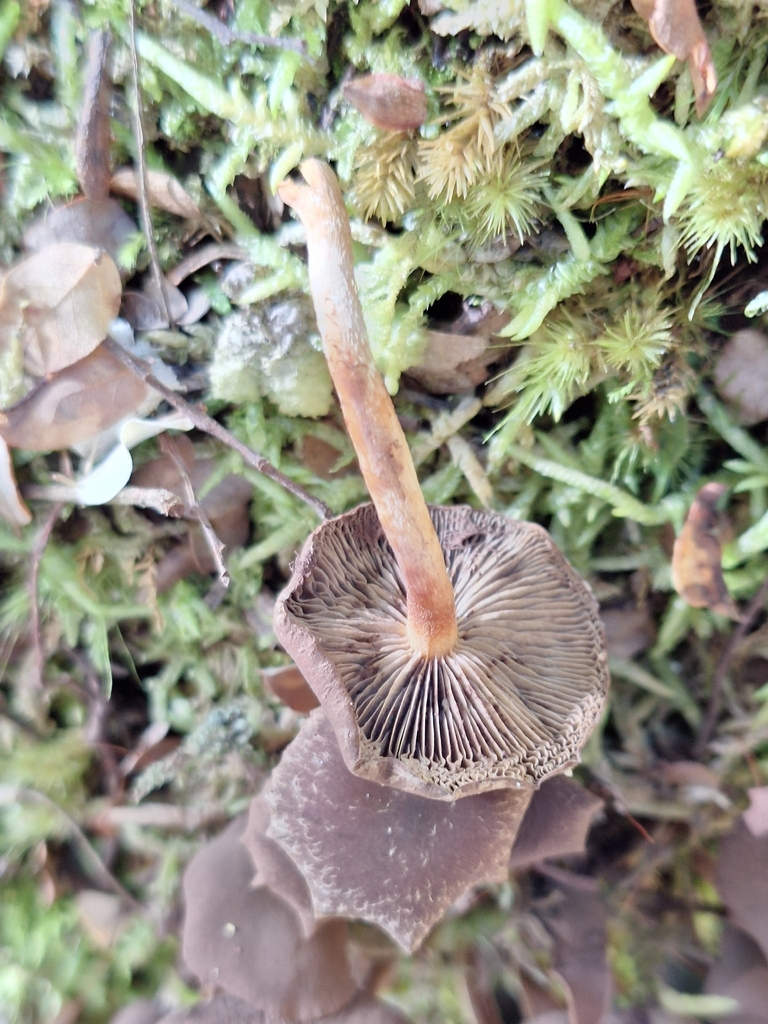 Hypholoma brunneum · March 2026 · photo: © heidimeudt (iNaturalist, cc-by)