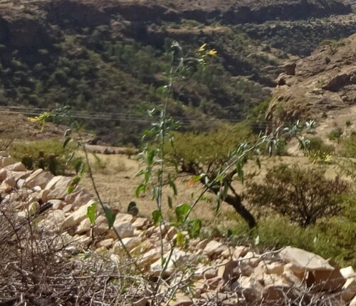tree tobacco