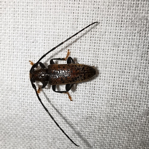 Estoloides esthlogenoides