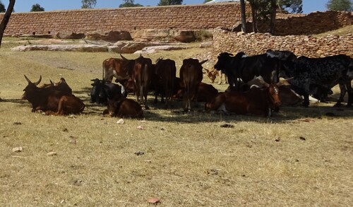 Domestic Cattle