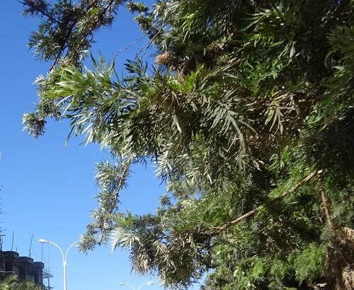 silk oak