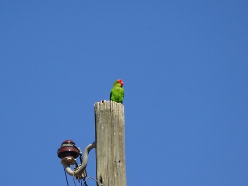 Black-winged Lovebird
