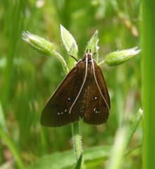 Diastictis