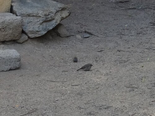 Brown-rumped Seedeater