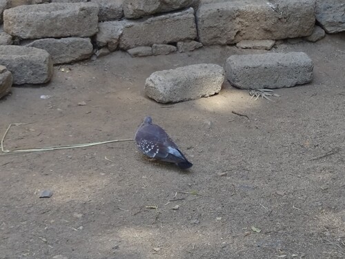 Speckled Pigeon