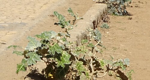 white-margined nightshade