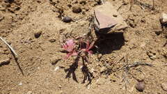 Alstroemeria hookeri maculata
