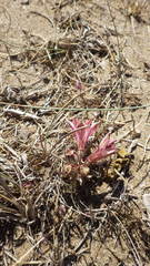 Alstroemeria hookeri maculata