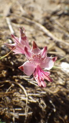 Alstroemeria hookeri maculata