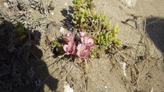 Alstroemeria hookeri maculata