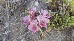 Alstroemeria hookeri maculata