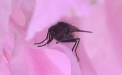 Diptera