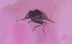 Diptera