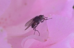 Diptera