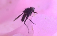 Diptera