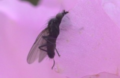 Diptera