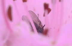 Diptera