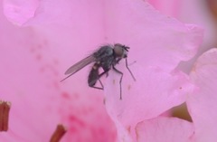 Diptera