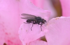 Diptera