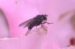 Diptera