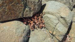 Cistanthe grandiflora
