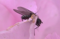 Diptera