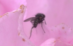 Diptera