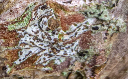 Glyphis cicatricosa observed 2026-03-21